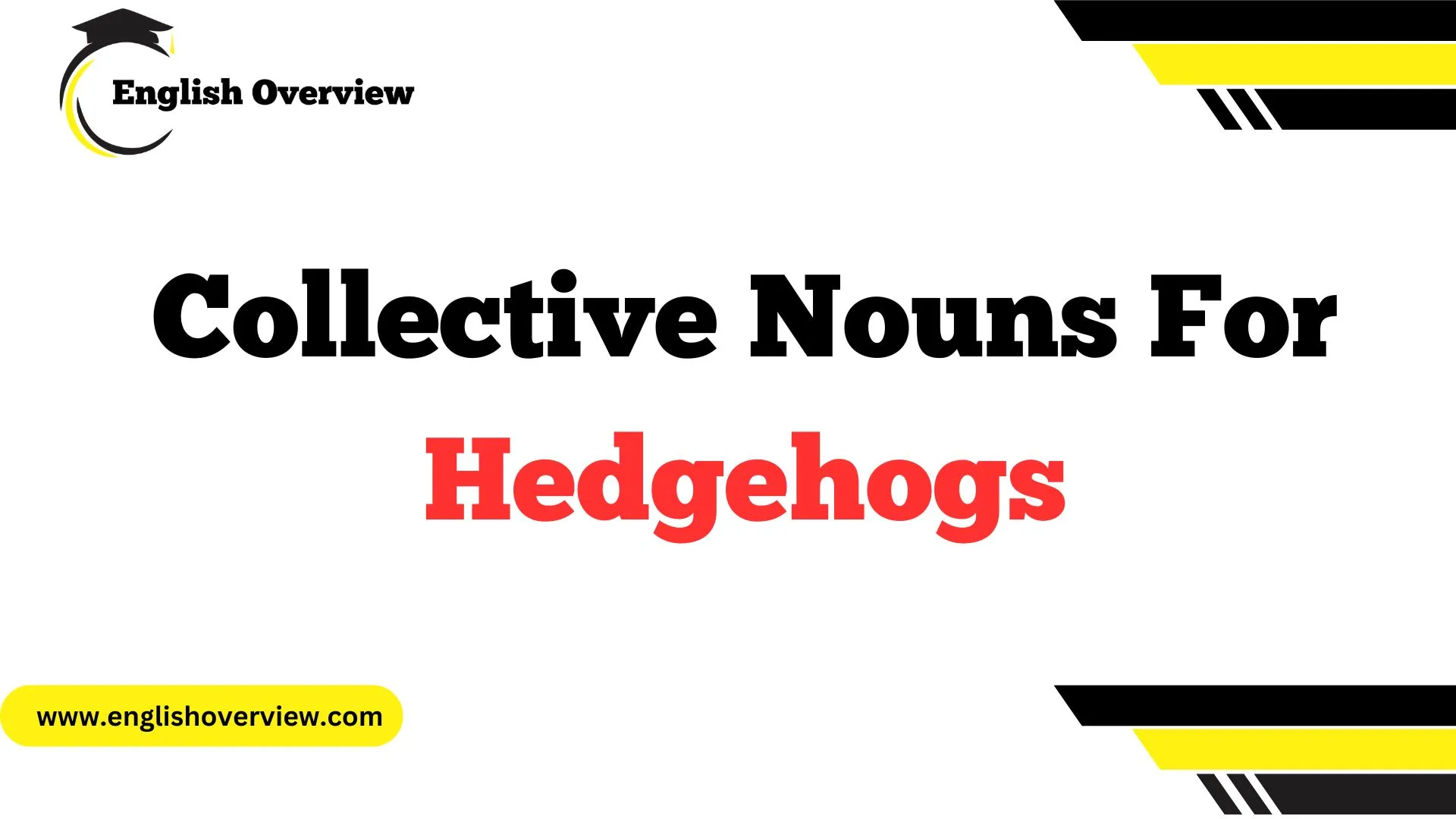 Collective Nouns For Hedgehogs