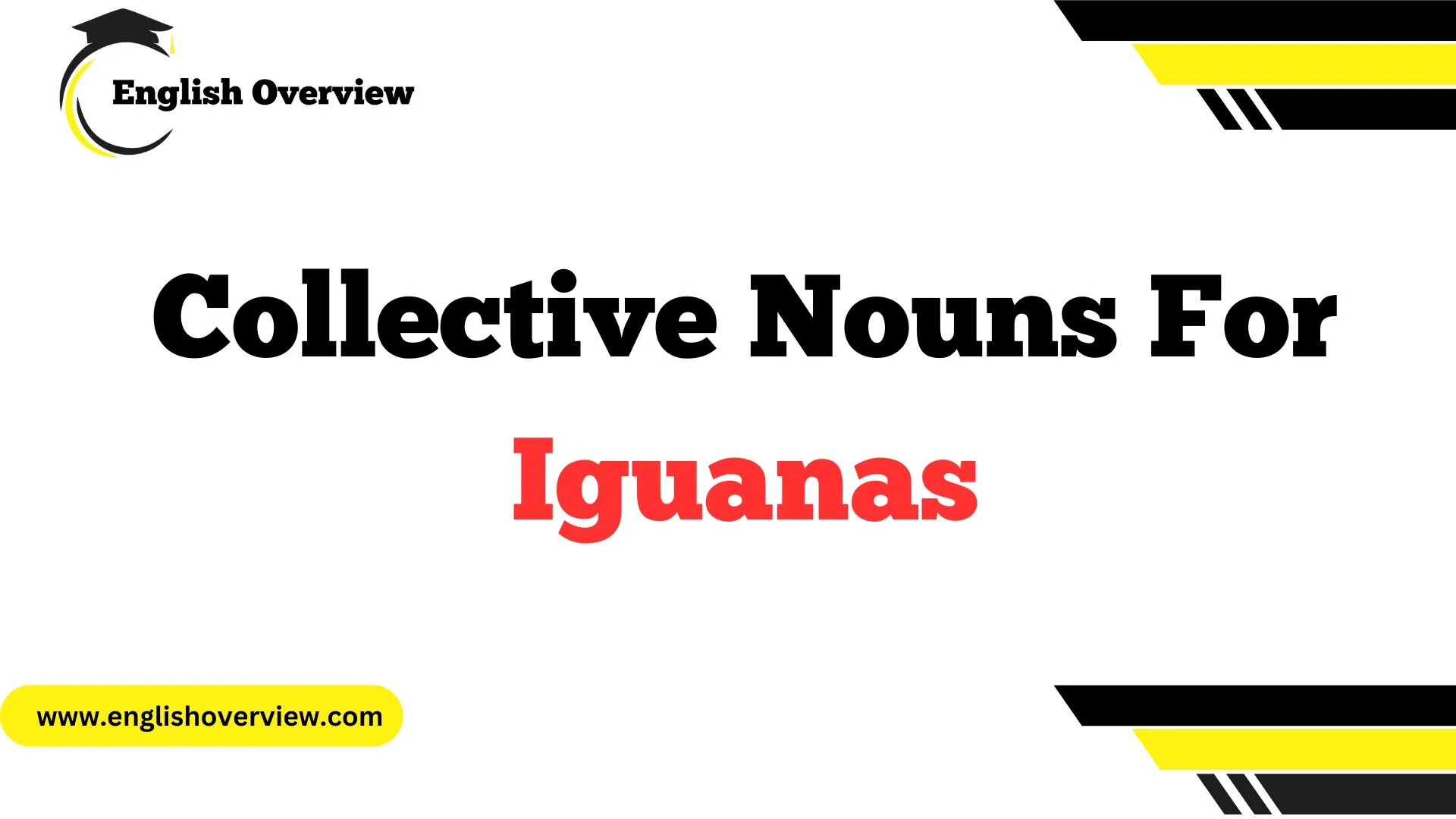Collective Nouns For Iguanas