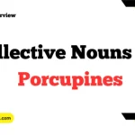 Collective Nouns For Porcupines
