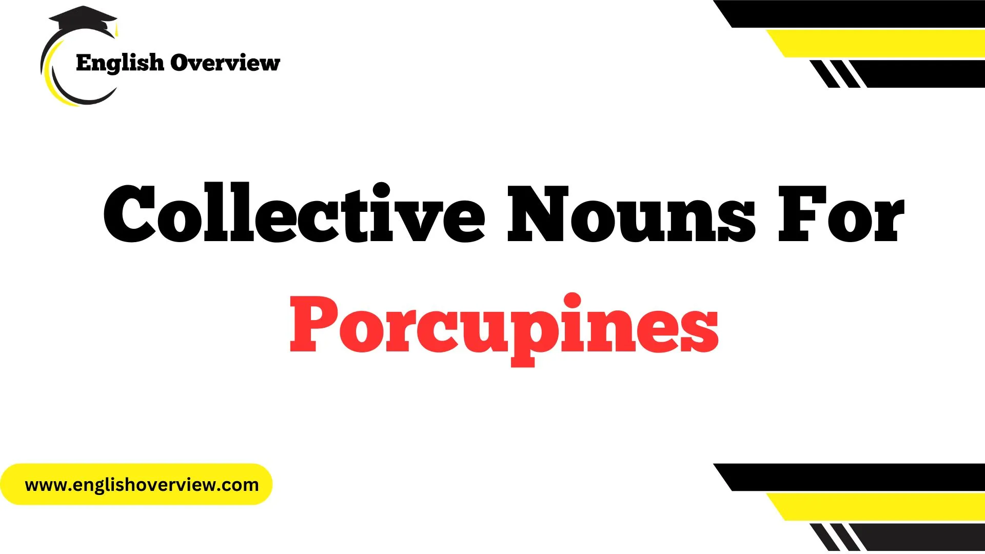 Collective Nouns For Porcupines