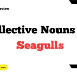 Collective Nouns For Seagulls