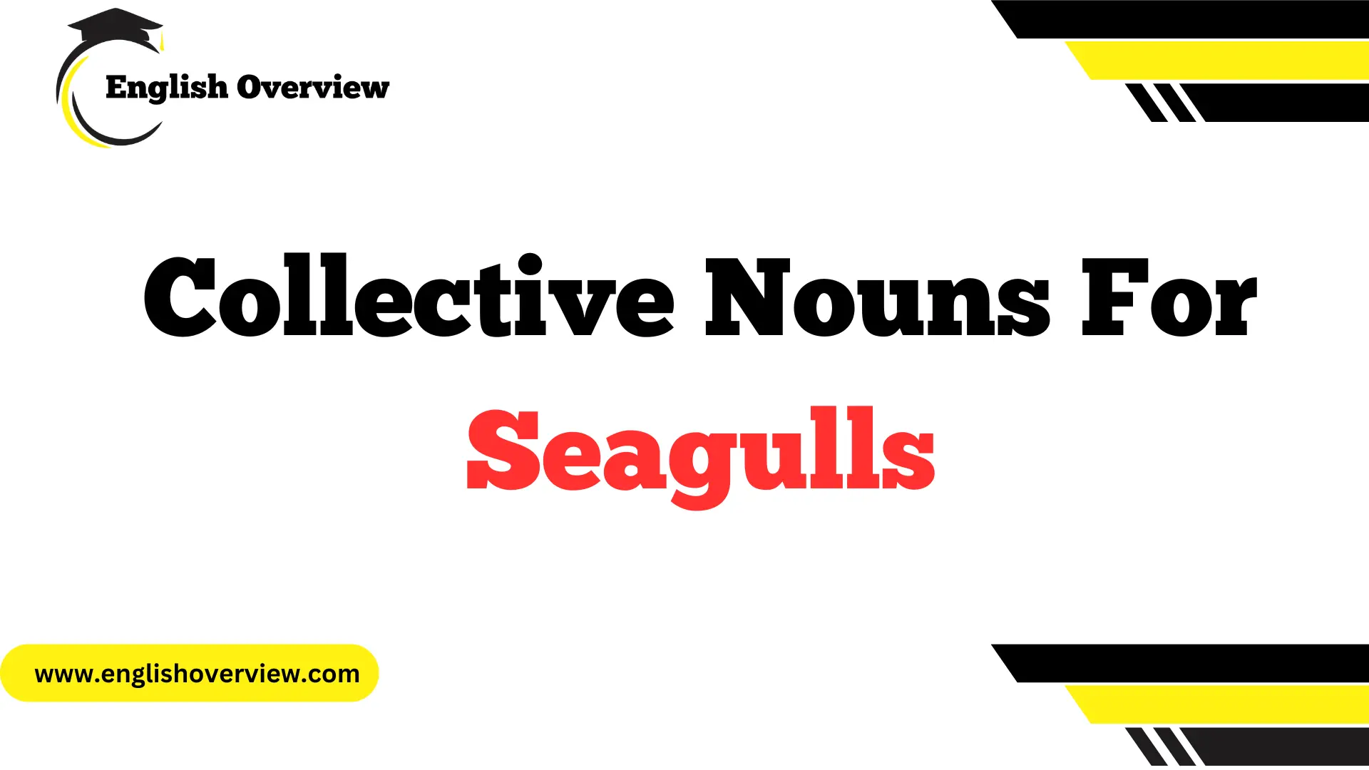 Collective Nouns For Seagulls