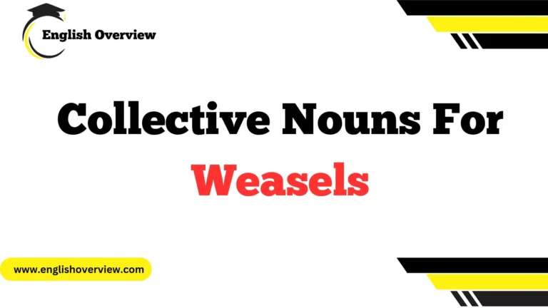 Collective Nouns For Weasels