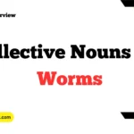 Collective Nouns For Worms