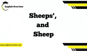 Understanding Sheep's, Sheeps', and Sheep: A Simple Guide