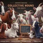 Understanding Collective Nouns for Goats