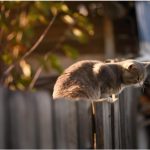The Best Tips for Maintaining Your Wooden Fence