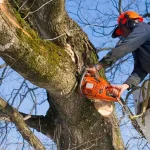 Arborist Wollongong