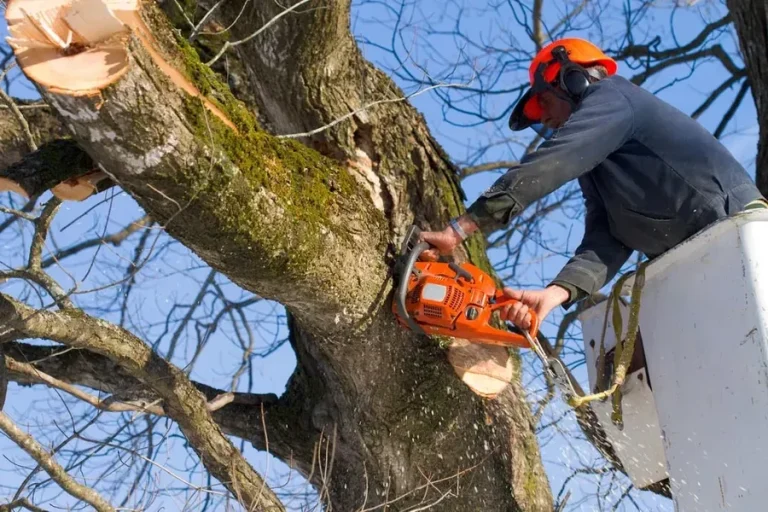 Arborist Wollongong