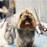 Dog’s Behavior