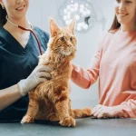 Animal Hospital Visit