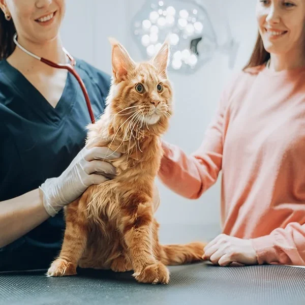 Animal Hospital Visit