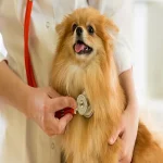 Veterinarian For Your Pet