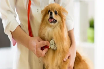 Veterinarian For Your Pet