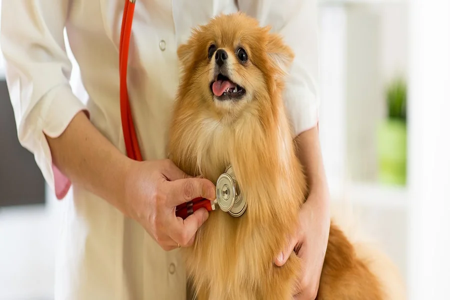 Veterinarian For Your Pet