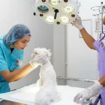Veterinary