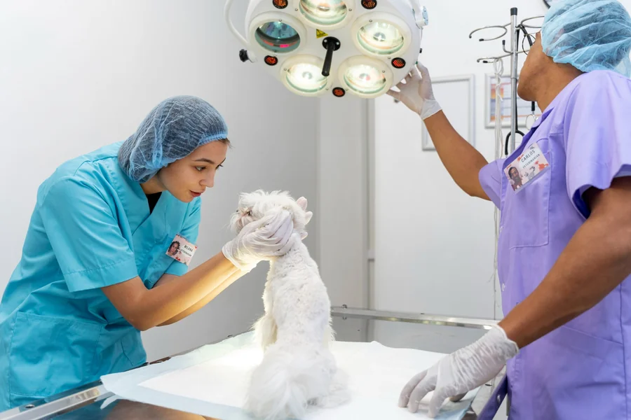 Veterinary