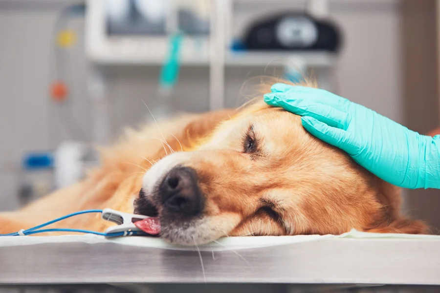 Veterinary