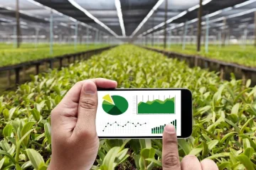 Business Consultancy