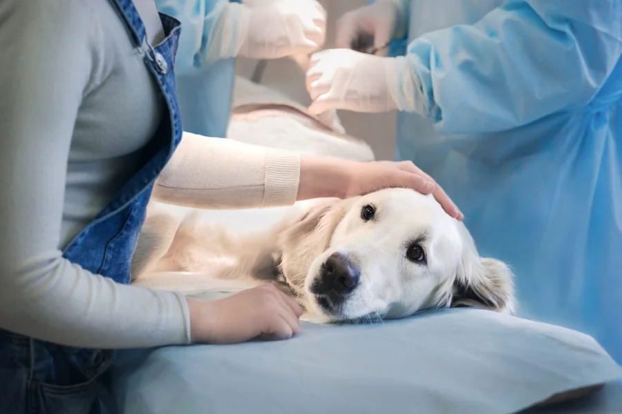 Veterinarians