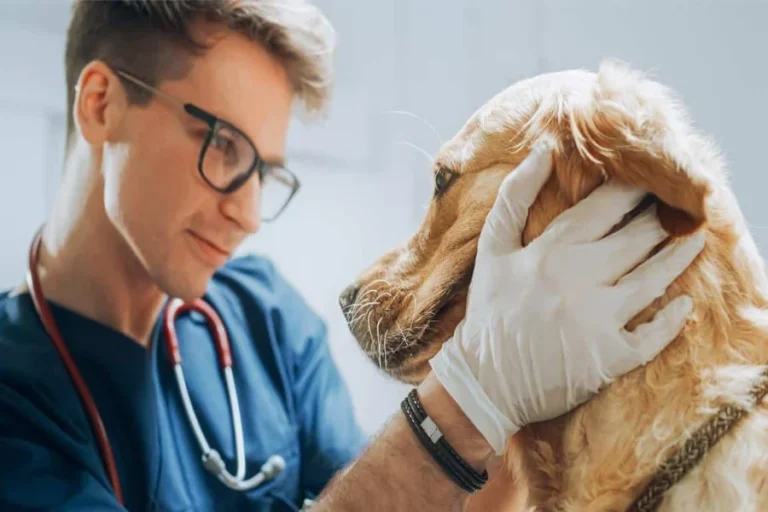 Veterinarians Partner