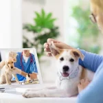 Animal Clinics