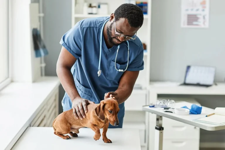 Veterinary Hospitals