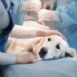 5 Ways Animal Hospitals Keep Pets Comfortable During Treatment