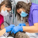 Animal Hospitals