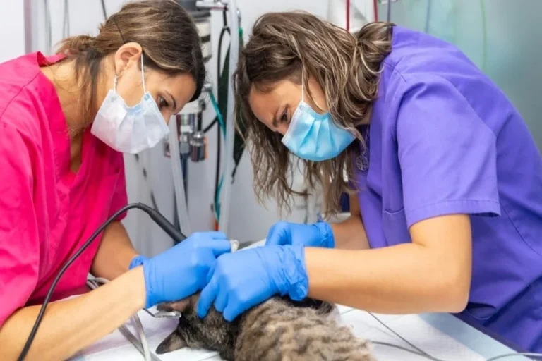 Animal Hospitals