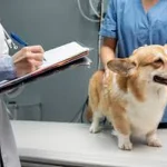 Animal Hospitals
