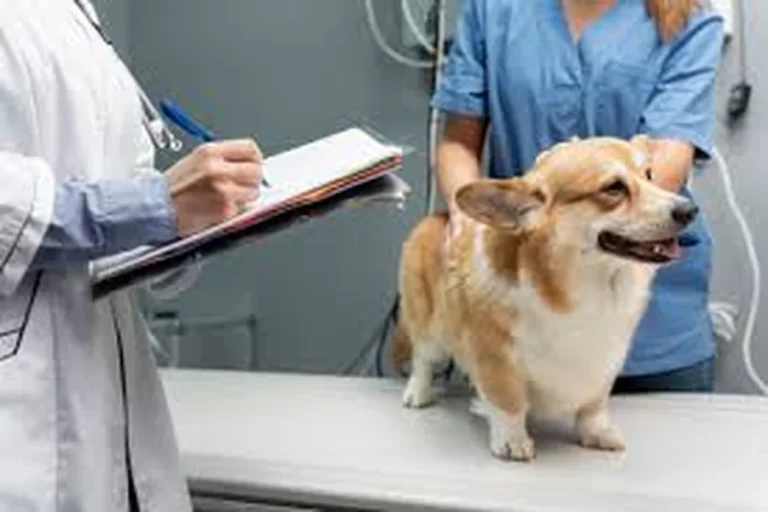 Animal Hospitals