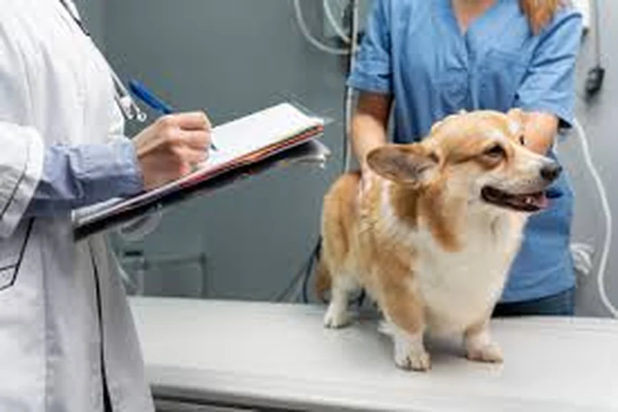 Animal Hospitals