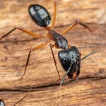 Carpenter Ants in Sparta, NJ