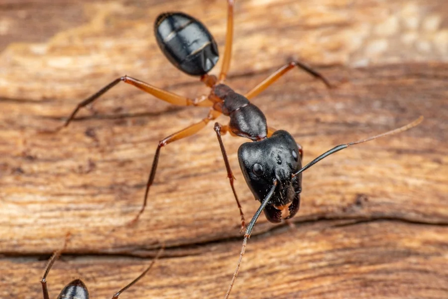 Carpenter Ants in Sparta, NJ