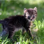Kittens Properly