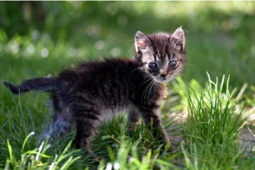 Kittens Properly